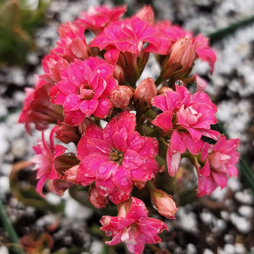 succulent with pink flowers name Kalanchoe katapifa Tarantula