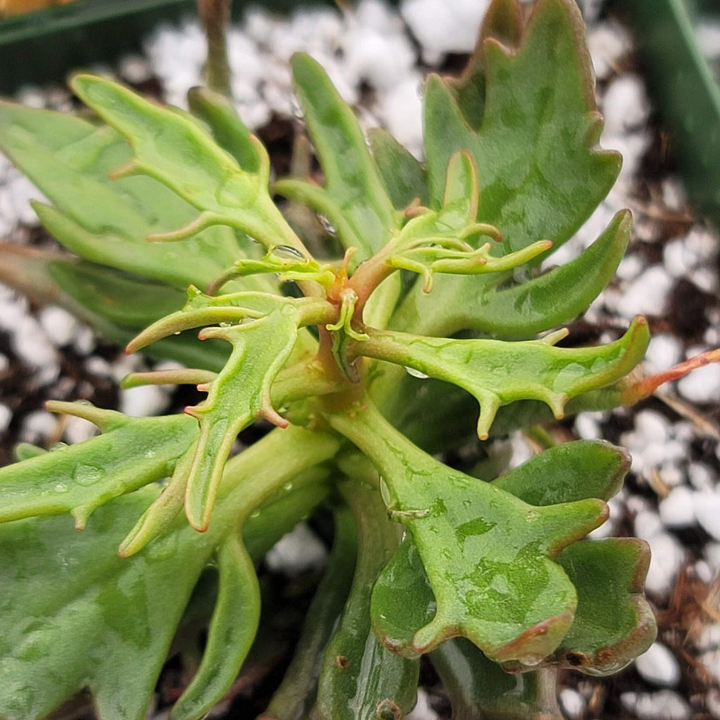 Kalanchoe katapifa Tarantula
