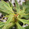 Kalanchoe katapifa Tarantula