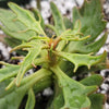 Kalanchoe katapifa Tarantula