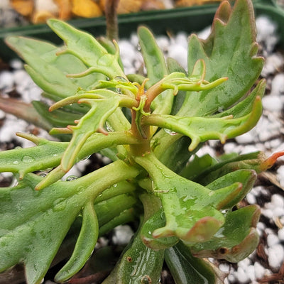 tarantula succulent Kalanchoe katapifa Tarantula 4" Pot