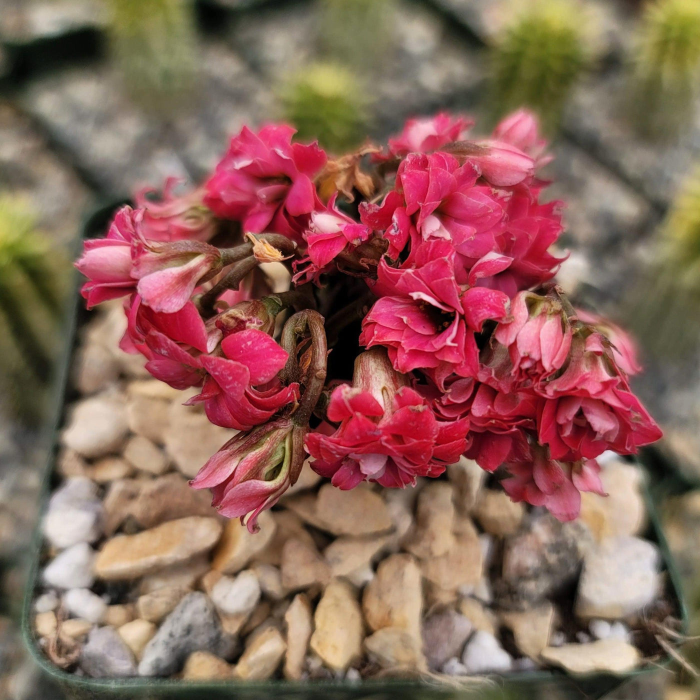 tarantula succulent Kalanchoe katapifa Tarantula