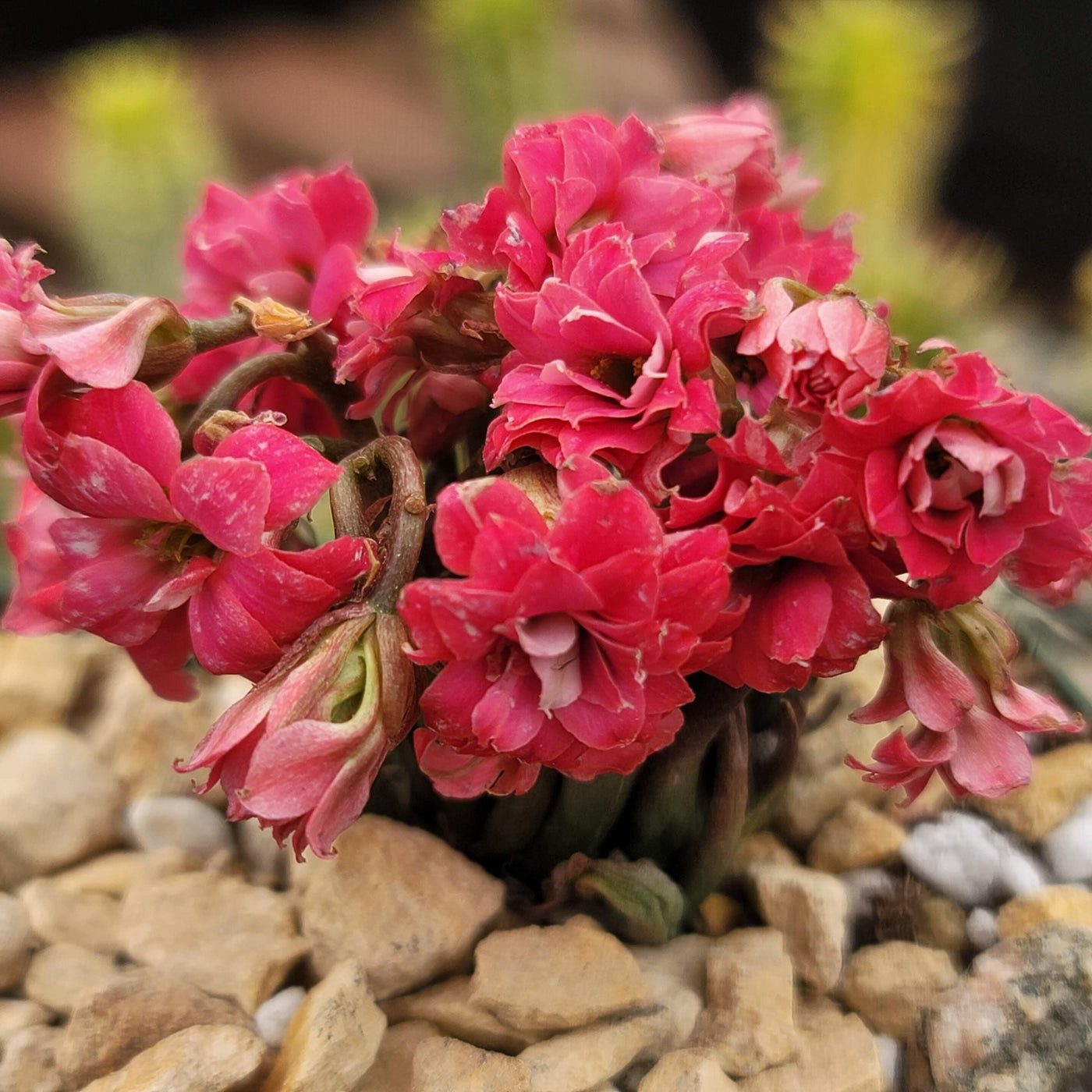tarantula succulent Buy Kalanchoe Katapifa Tarantula | Easy-Care Succulent