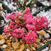 Kalanchoe katapifa Tarantula