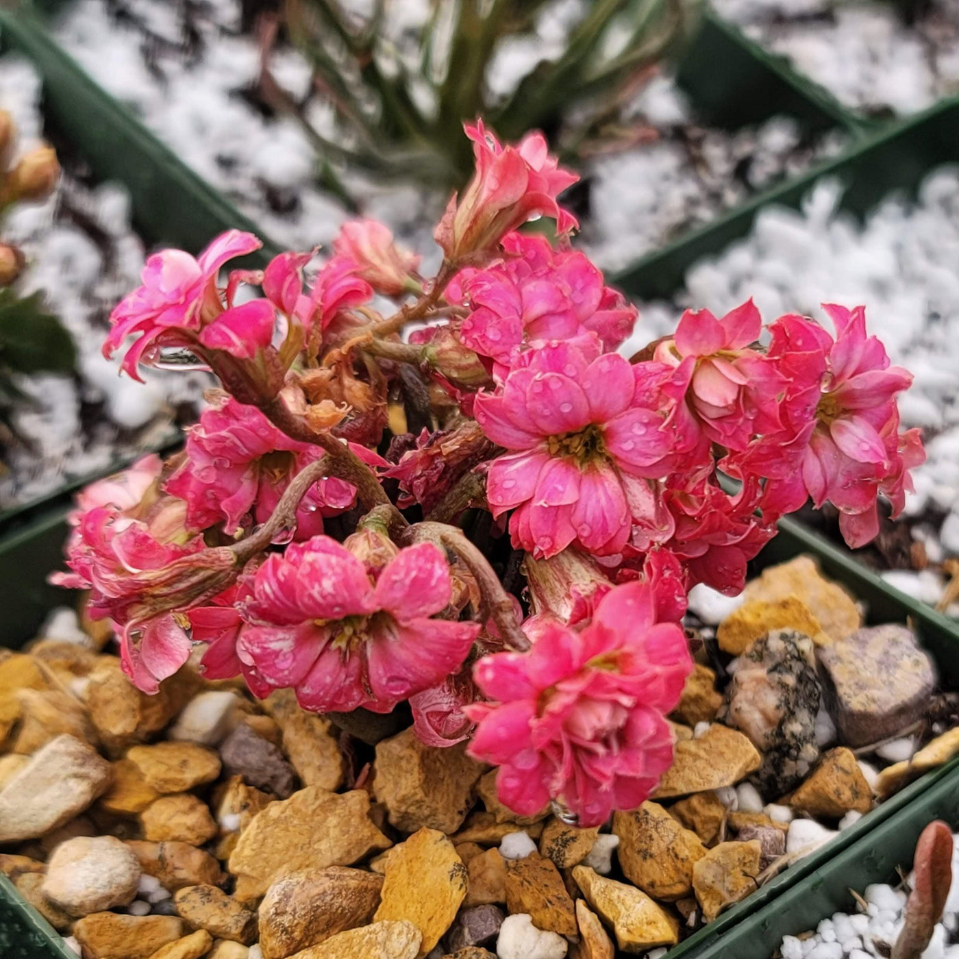 tarantula succulent Buy Kalanchoe Katapifa Tarantula | Easy-Care Succulent