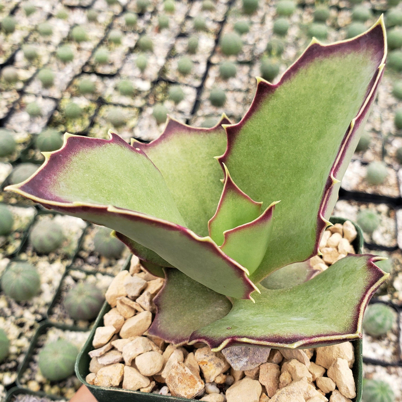 walking succulent Kalanchoe synsepala