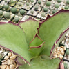 Kalanchoe synsepala