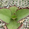 Kalanchoe synsepala