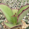 Kalanchoe synsepala