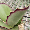 Kalanchoe synsepala