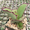 Kalanchoe synsepala