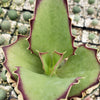 Kalanchoe synsepala