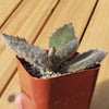 2 inch kalanchoe beharensis &