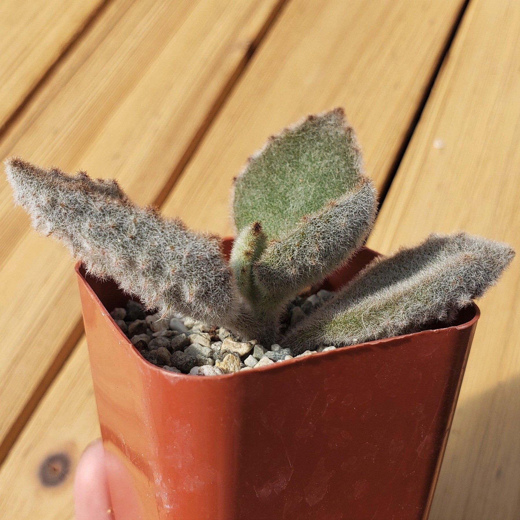 fang succulent care 2 inch kalanchoe beharensis 'Fang' – Planet Desert