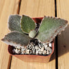 2 inch kalanchoe beharensis &