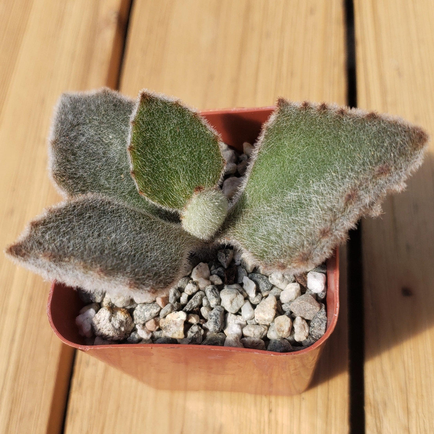 fang succulent care 2 inch kalanchoe beharensis 'Fang' – Planet Desert
