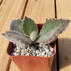 2 inch kalanchoe beharensis &