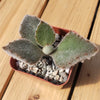 2 inch kalanchoe beharensis &