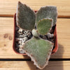 2 inch kalanchoe beharensis &