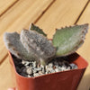 2 inch kalanchoe beharensis &