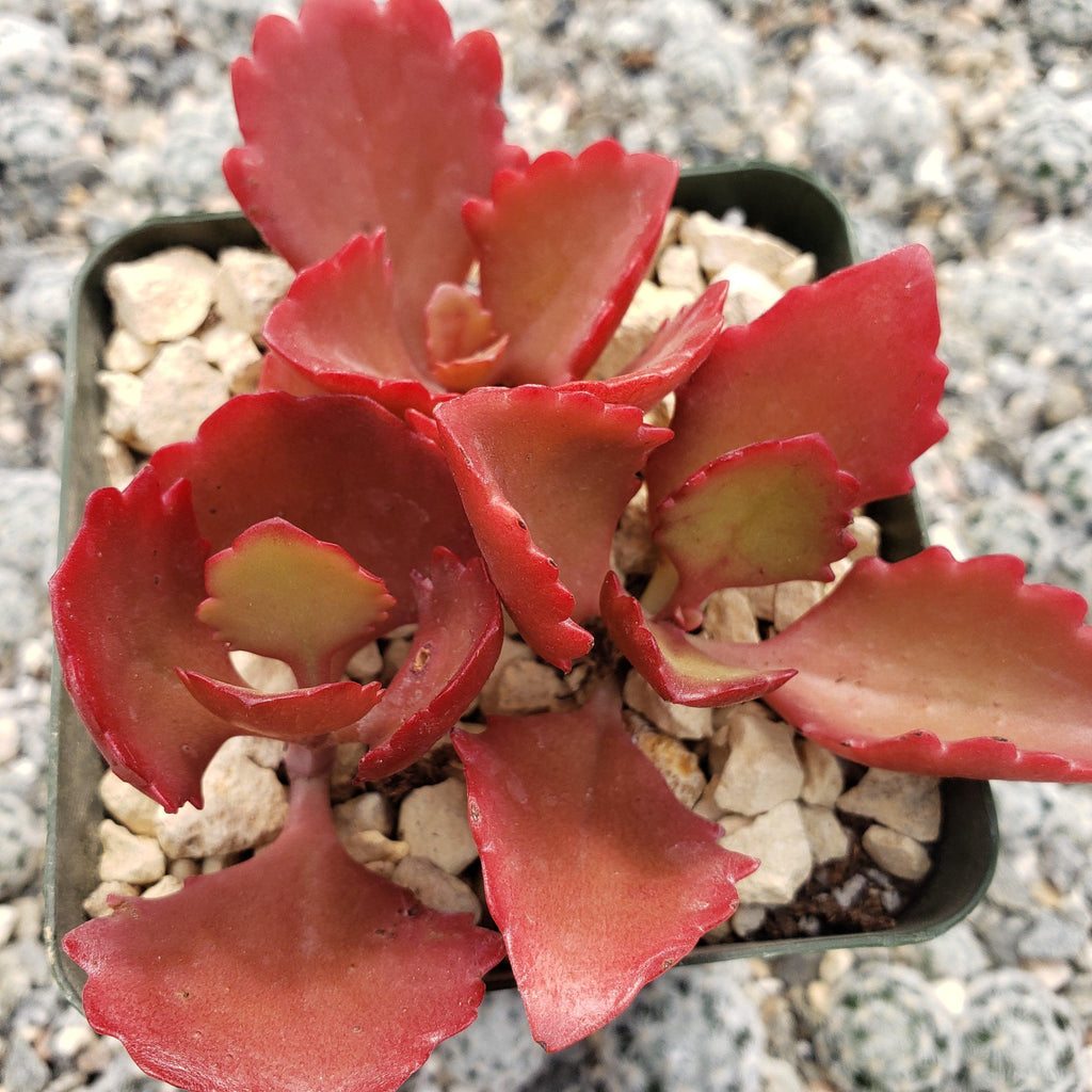 Kalanchoe sexangularis