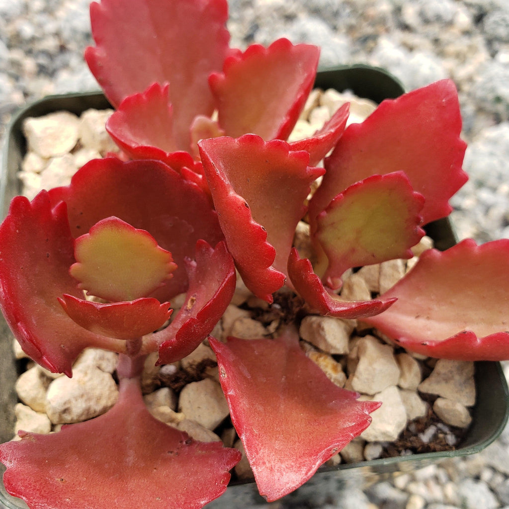 Kalanchoe sexangularis