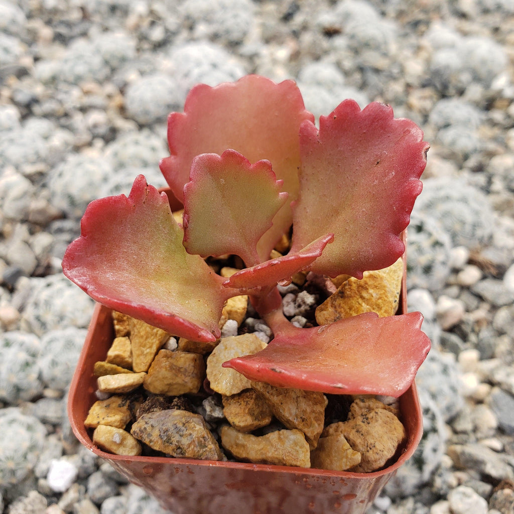Kalanchoe sexangularis