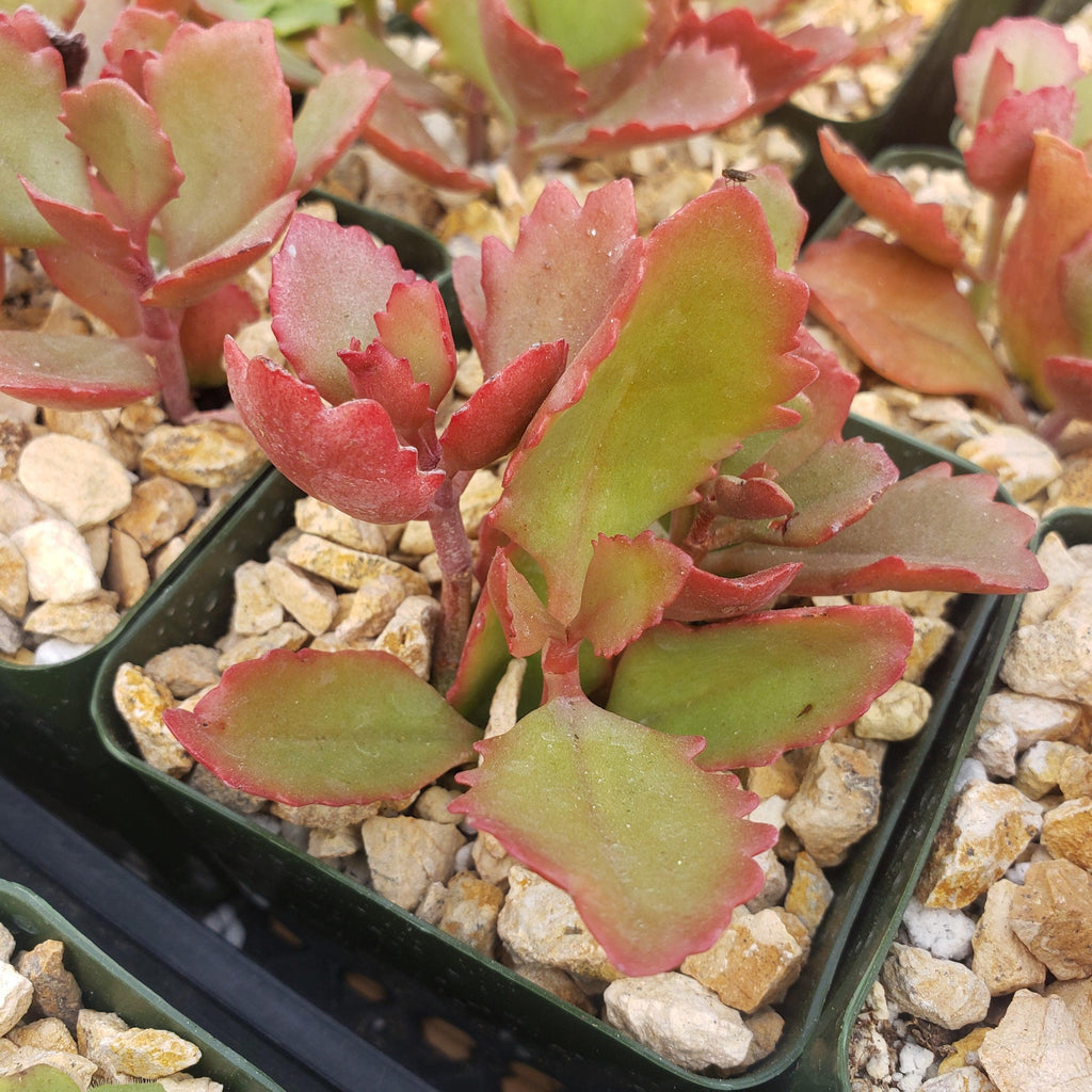 Kalanchoe sexangularis