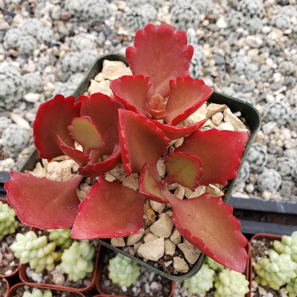 Kalanchoe sexangularis