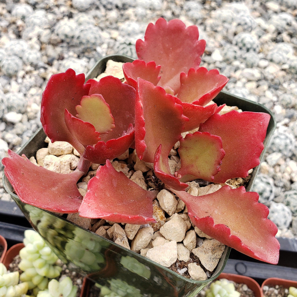 Kalanchoe sexangularis