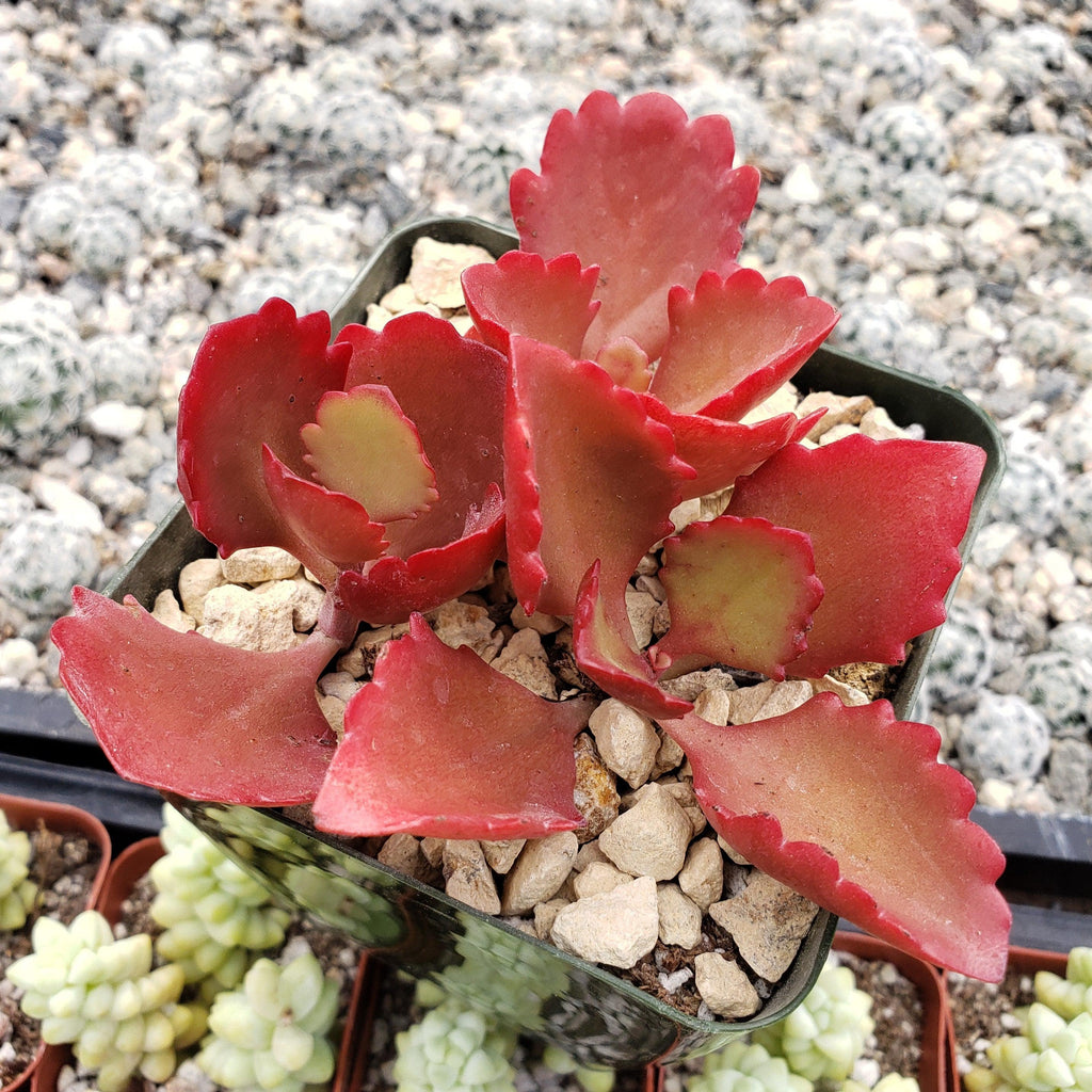Kalanchoe sexangularis