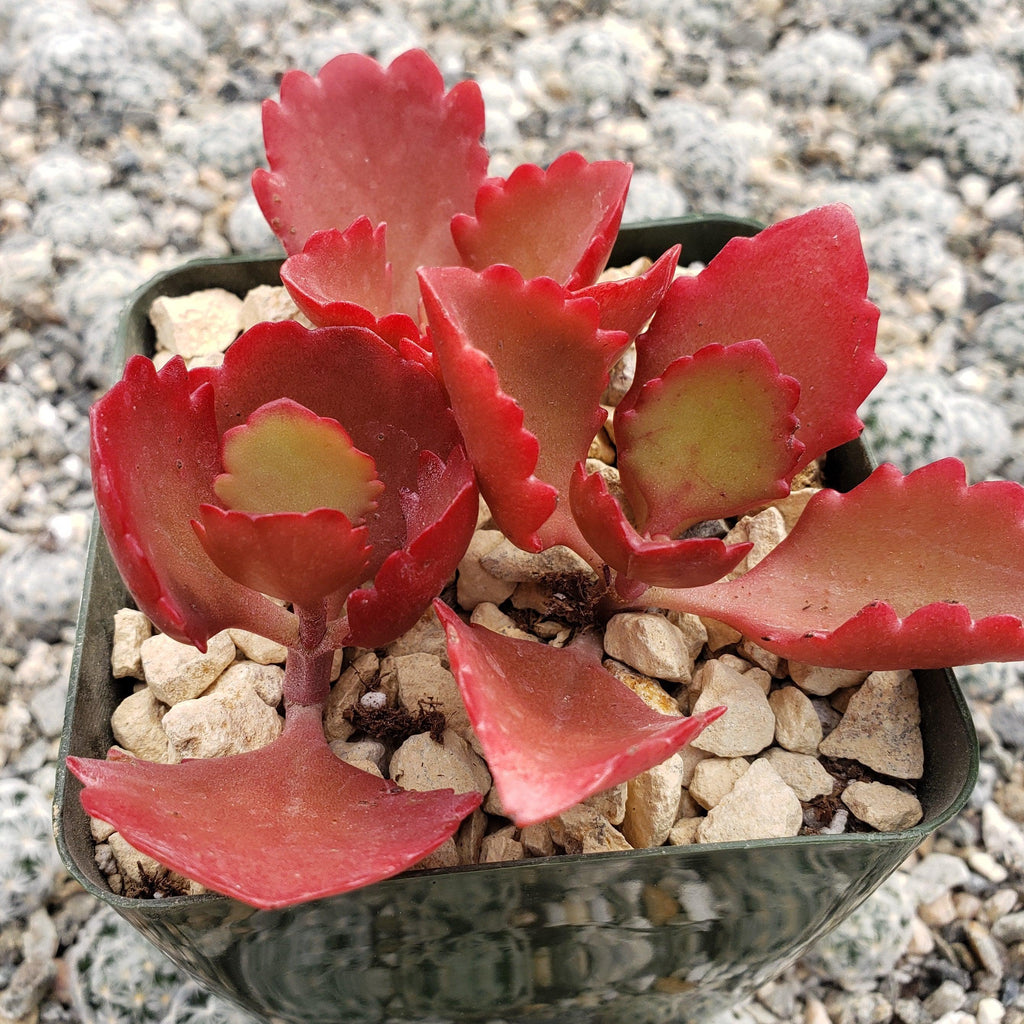 Kalanchoe sexangularis