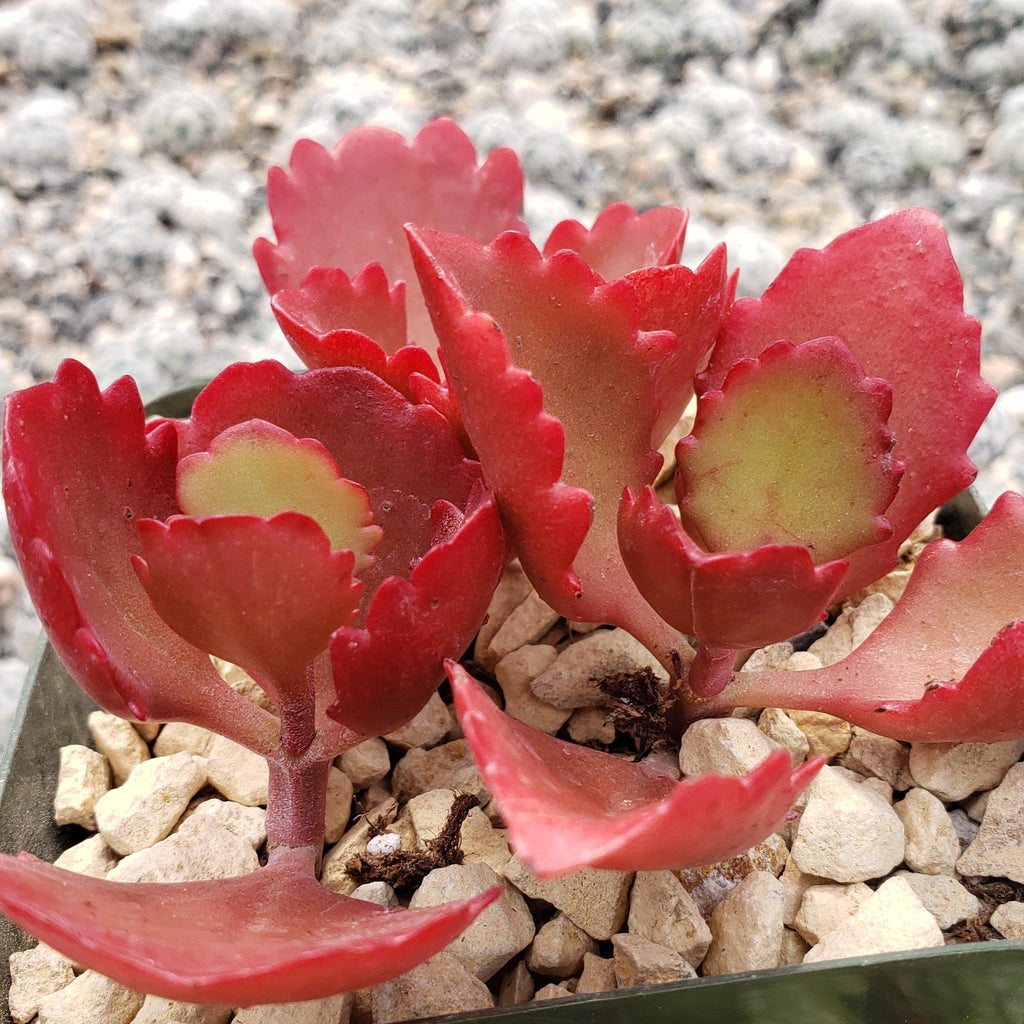 Kalanchoe sexangularis