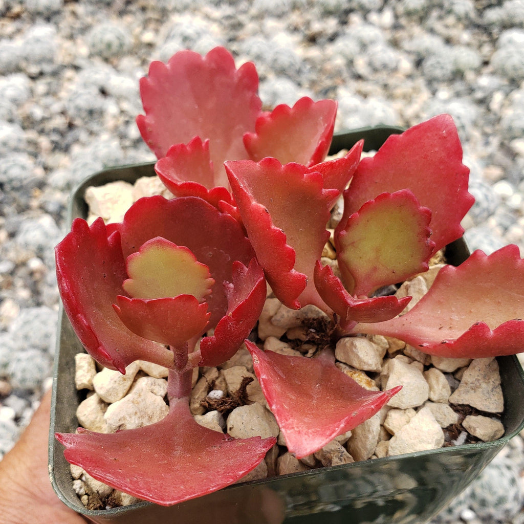 Kalanchoe sexangularis