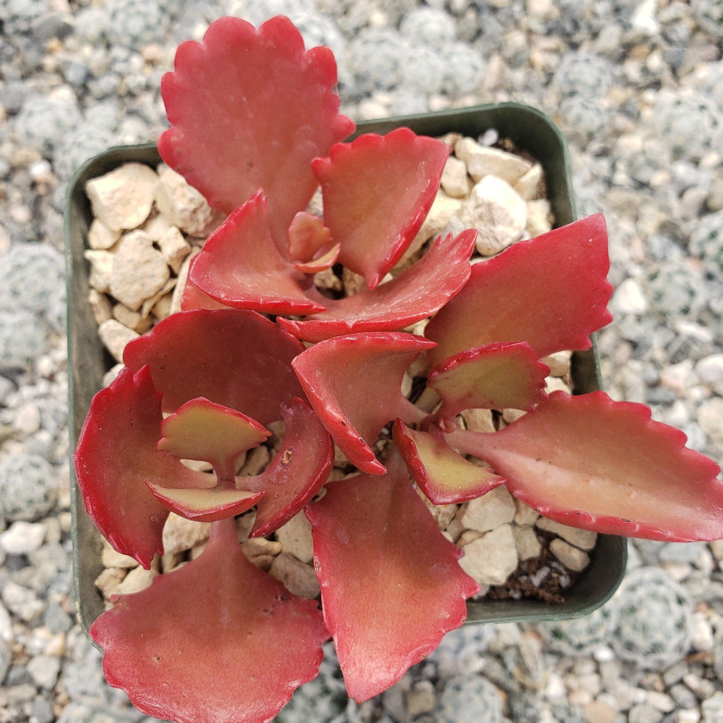 Kalanchoe sexangularis