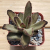 Chocolate Soldier Plant – Kalanchoe tomentosa ‘Chocolate Soldier’