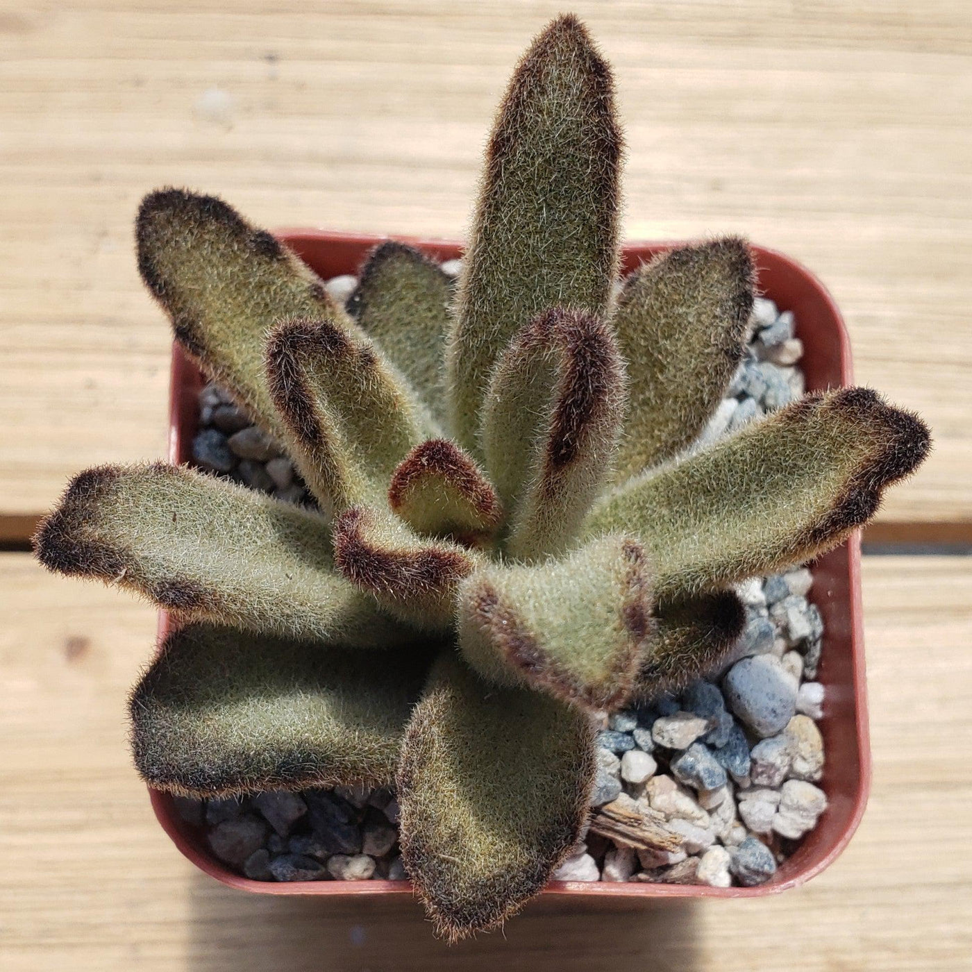 Kalanchoe tomentosa chocolate soldier