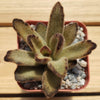 Chocolate Soldier Plant – Kalanchoe tomentosa ‘Chocolate Soldier’