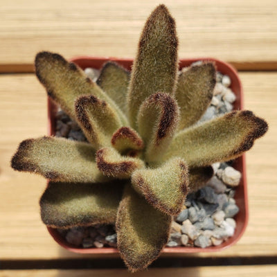 Kalanchoe tomentosa chocolate soldier