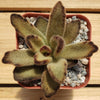 Chocolate Soldier Plant – Kalanchoe tomentosa ‘Chocolate Soldier’