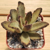 Chocolate Soldier Plant – Kalanchoe tomentosa ‘Chocolate Soldier’