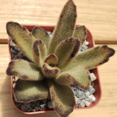 Kalanchoe tomentosa chocolate soldier