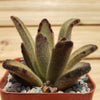 Chocolate Soldier Plant – Kalanchoe tomentosa ‘Chocolate Soldier’