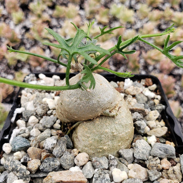 cucumber succulent plant Kedrostis africana