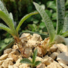 Silver Squill - Ledebouria Socialis &