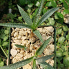 Silver Squill - Ledebouria Socialis &