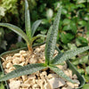 Silver Squill - Ledebouria Socialis &