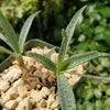 Silver Squill - Ledebouria Socialis &