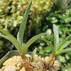 Silver Squill - Ledebouria Socialis &