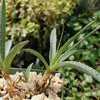 Silver Squill - Ledebouria Socialis &